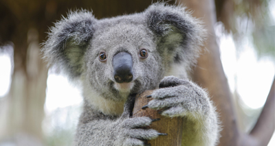 Iconic status 'not enough' to save koalas