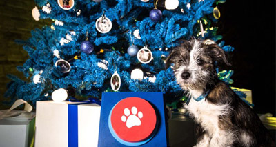 Donations-powered Christmas tree to help hundreds of pets