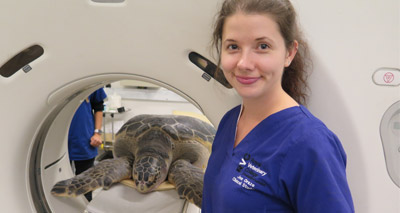 Student pioneers CT scan programme for injured turtles