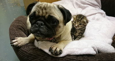 Pug adopts trio of kittens