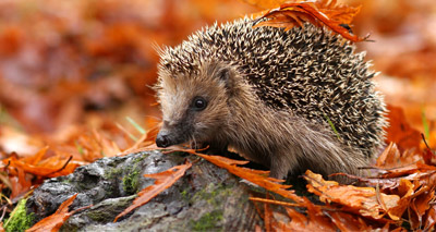 RSPCA reports rise in hedgehog cases