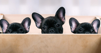 One in three vets suspect illegal imports