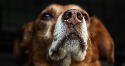 Explosive detectors improved by ‘active sniffing’