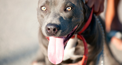 BSL has failed, London Assembly members say