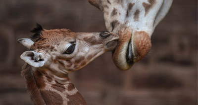 Zoo celebrates birth of rare Rothschild's giraffe