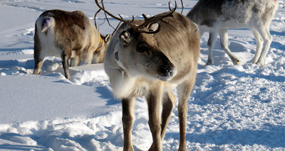 How much do you know about reindeer?