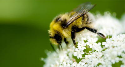 Neonicotinoids 'may impair buzz pollination'