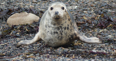 Antibiotic resistant Klebsiella in wild seals