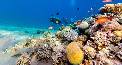 MPs request evidence on ocean acidification