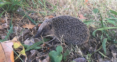 HS2 to build on key hedgehog habitat