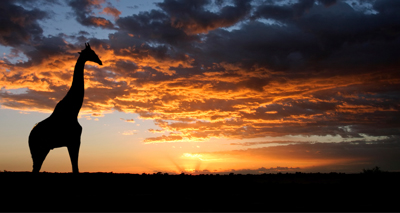 Giraffes undergoing 'silent extinction'