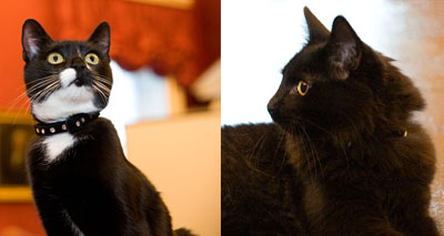 Resident mousers join the Cabinet Office