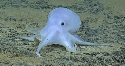 Ghostlike octopus at risk from mining