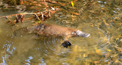 Platypus venom could treat diabetes