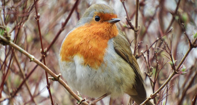 Urban robins affected by light pollution