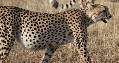 Calls to list cheetah as 'endangered'