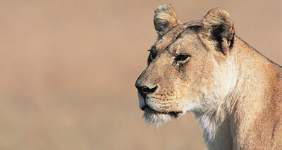 Meru's lion populations prevail