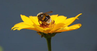 Weather conditions cause slump in bees and butterflies