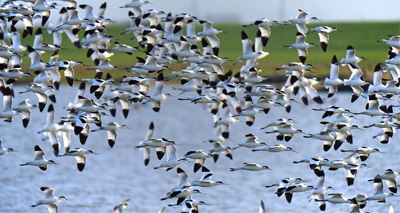 Birds migrating earlier as temperatures rise