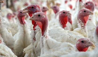 H5N8 outbreak at Lincolnshire turkey farm