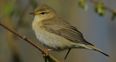 Bird species falling due to habitat loss and climate change