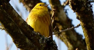 Study uses citizen science to uncover lost birdsong