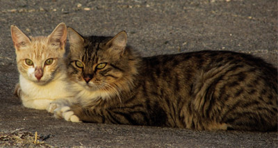 Feral cats now widespread throughout Australia