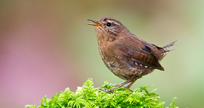 Urban sprawl forces songbirds to ‘divorce’