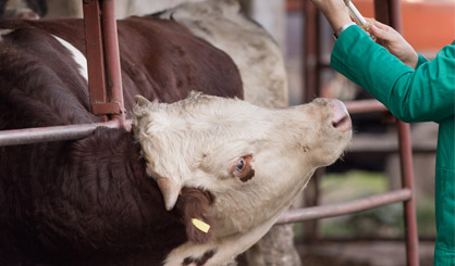 Cattle vets urged to cut antibiotic use