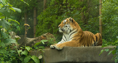 Scientists plan to return tigers to Central Asia