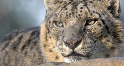 Snow and common leopard filmed in same location