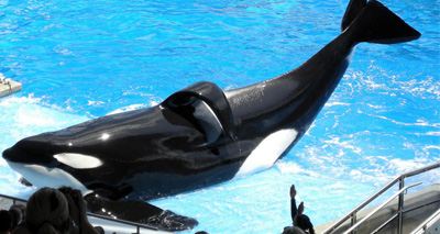 SeaWorld orca Tilikum dies