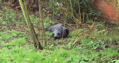 Seal found in Norfolk garden