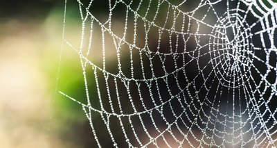 Researchers create antibiotic spider silk