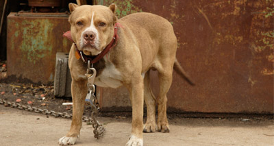 Thousands back #EndBSL campaign