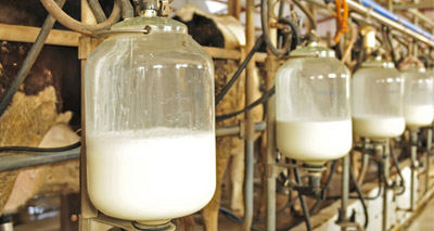 Tesco dairy group to cut use of critical antibiotics