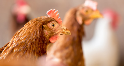 Charity forced to let 12,000 hens go to slaughter