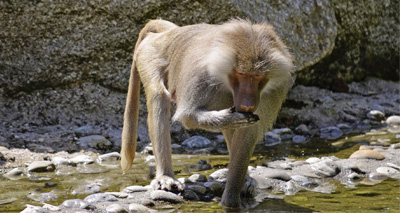 Baboons can make vowel-like sounds, study finds