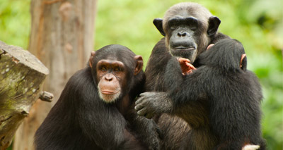 Chimps observed using ‘drinking sticks’