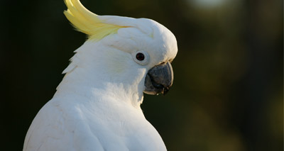 Yellow-crested cockatoo thriving in Hong Kong