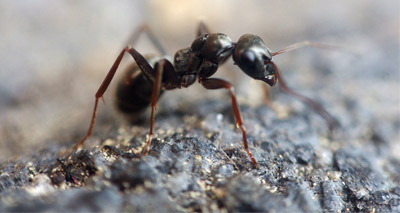 Ants use sun and memories to navigate backwards