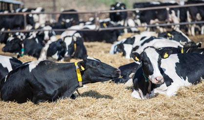 BVD elimination scheme to commence in NI