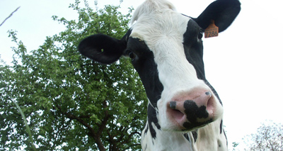 Bovine TB in Wales at 10-year-low
