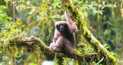 New species of gibbon found in China