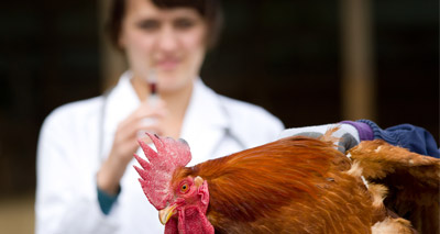RUMA funding triples in support of AMR plan