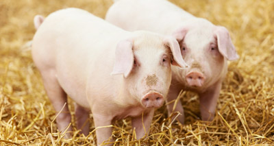 Scientists announce pig-gene advance