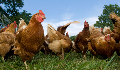 Avian flu confirmed in new locations