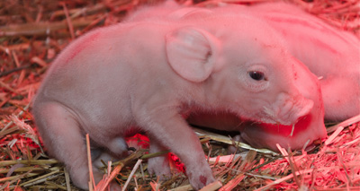 Breakthrough in ‘shaking piglets’ puzzle