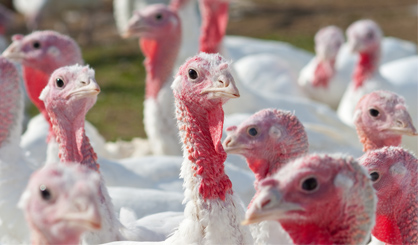New avian flu outbreak in Lincolnshire