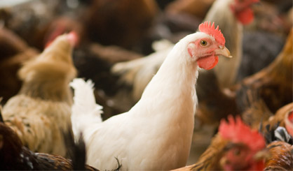 NI extends avian flu prevention zone